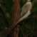 Blue-naped Mousebird